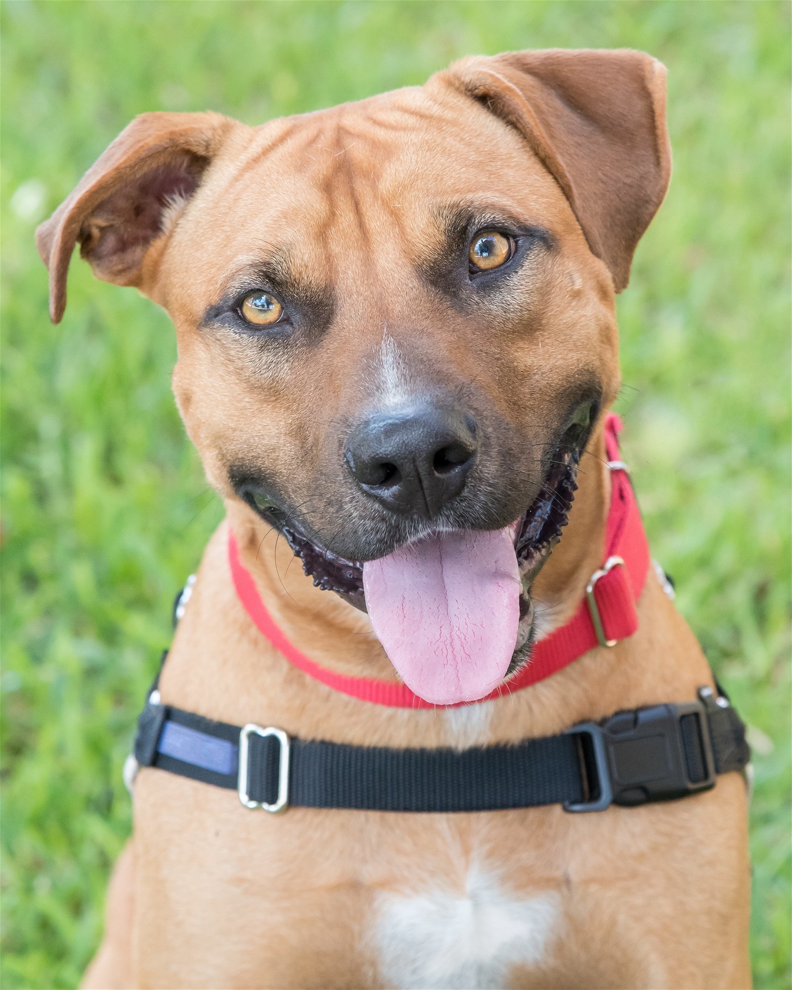 Jerry, an adoptable Terrier in Miami, FL, 33158 | Photo Image 1