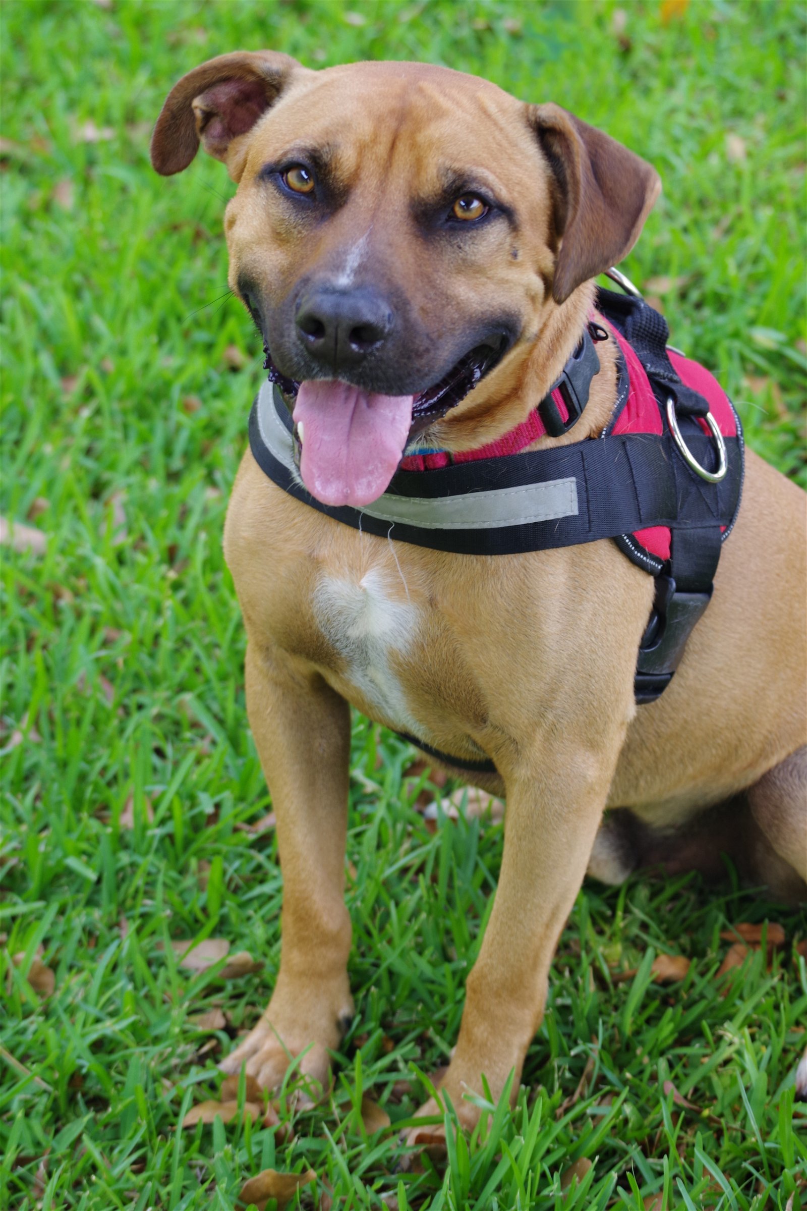 Jerry, an adoptable Terrier in Miami, FL, 33158 | Photo Image 3