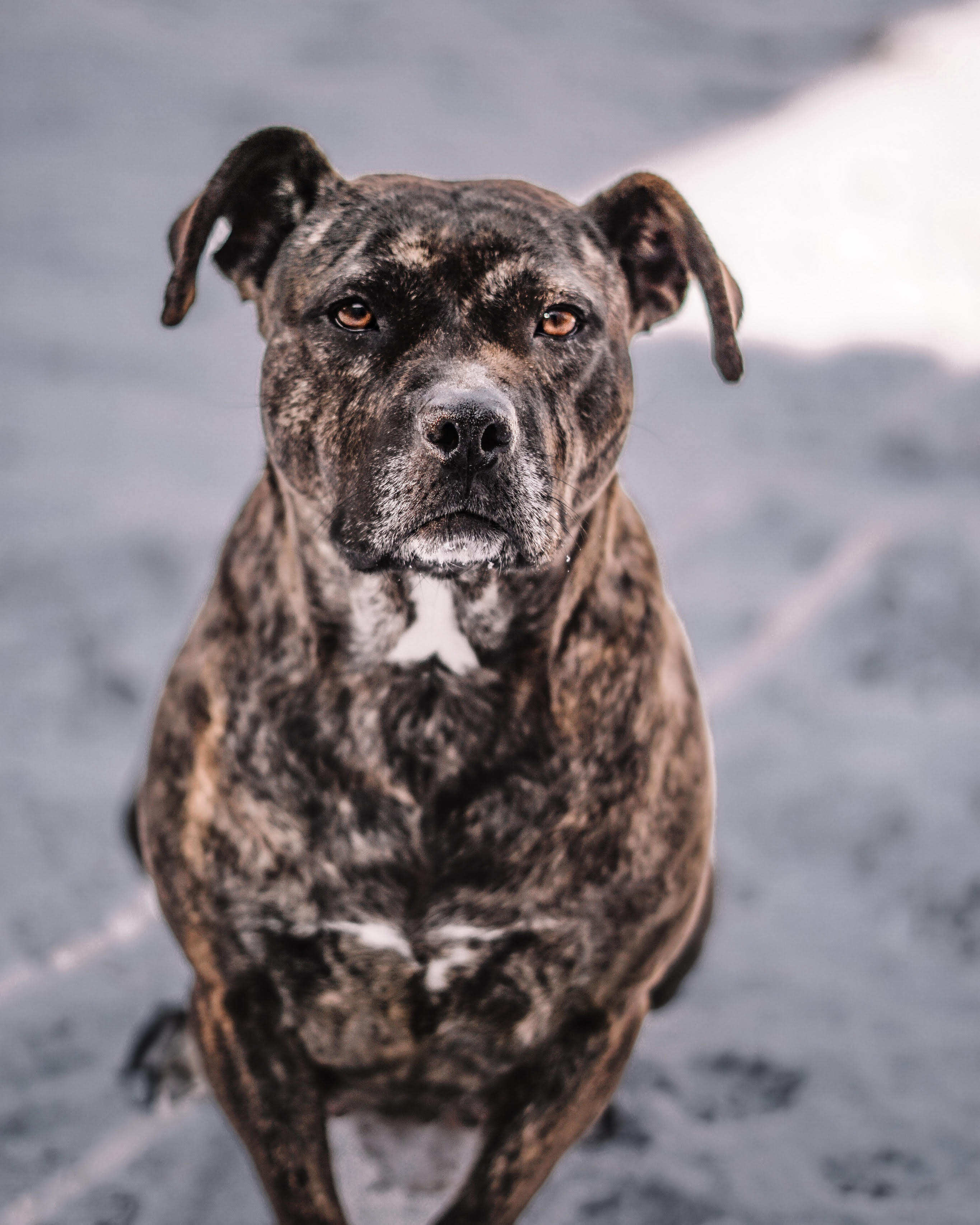 Arielle, an adoptable Pit Bull Terrier in Baltimore, MD, 21206 | Photo Image 2