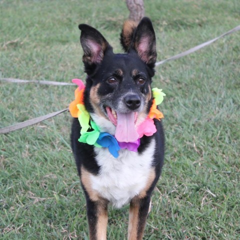 Mandy JoC*, an adoptable Australian Cattle Dog / Blue Heeler, Mixed Breed in Von Ormy, TX, 78073 | Photo Image 2