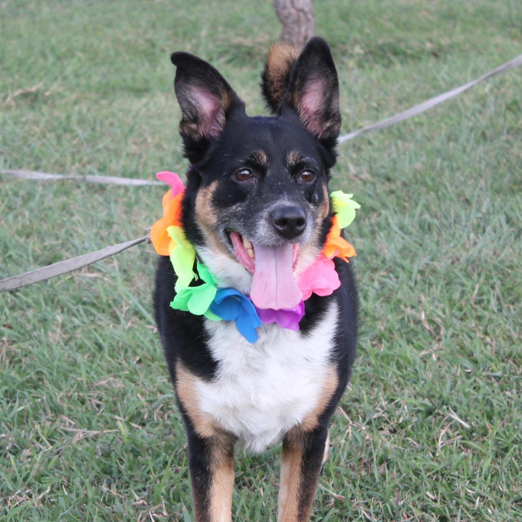 Mandy JoC*, an adoptable Australian Cattle Dog / Blue Heeler, Mixed Breed in Von Ormy, TX, 78073 | Photo Image 2