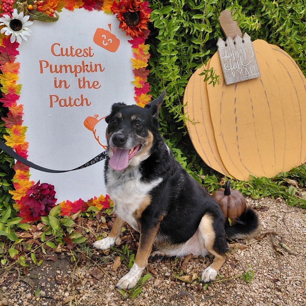 Mandy JoC*, an adoptable Australian Cattle Dog / Blue Heeler, Mixed Breed in Von Ormy, TX, 78073 | Photo Image 2