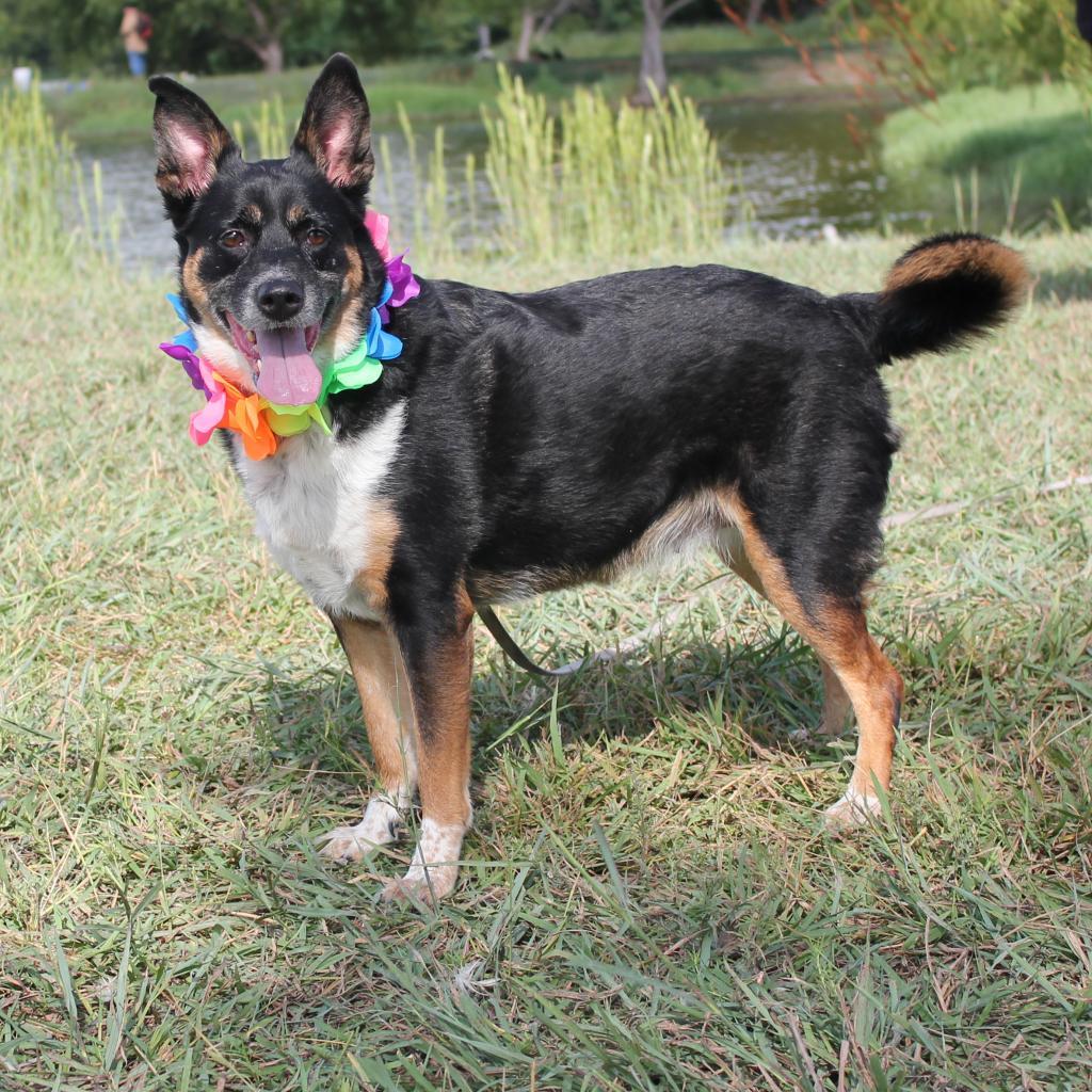 Mandy JoC*, an adoptable Australian Cattle Dog / Blue Heeler, Mixed Breed in Von Ormy, TX, 78073 | Photo Image 2
