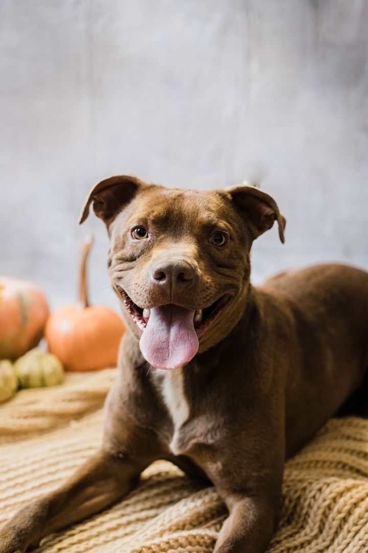 Bruiser, an adoptable American Staffordshire Terrier in Uniontown, PA, 15401 | Photo Image 4