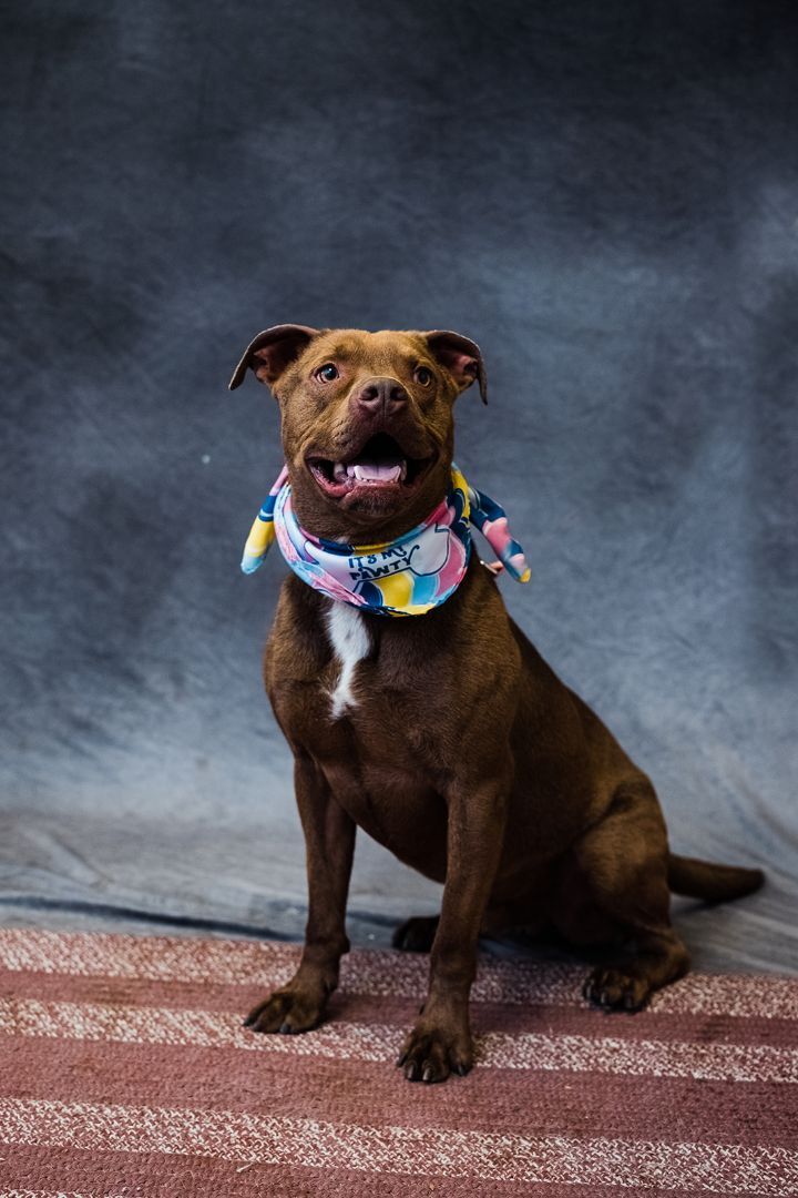 Bruiser, an adoptable American Staffordshire Terrier in Uniontown, PA, 15401 | Photo Image 1