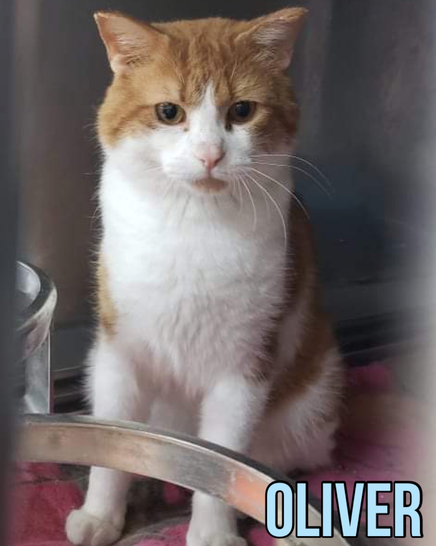 Oliver, an adoptable Domestic Short Hair in Humboldt , SK, S0K 2A0 | Photo Image 2