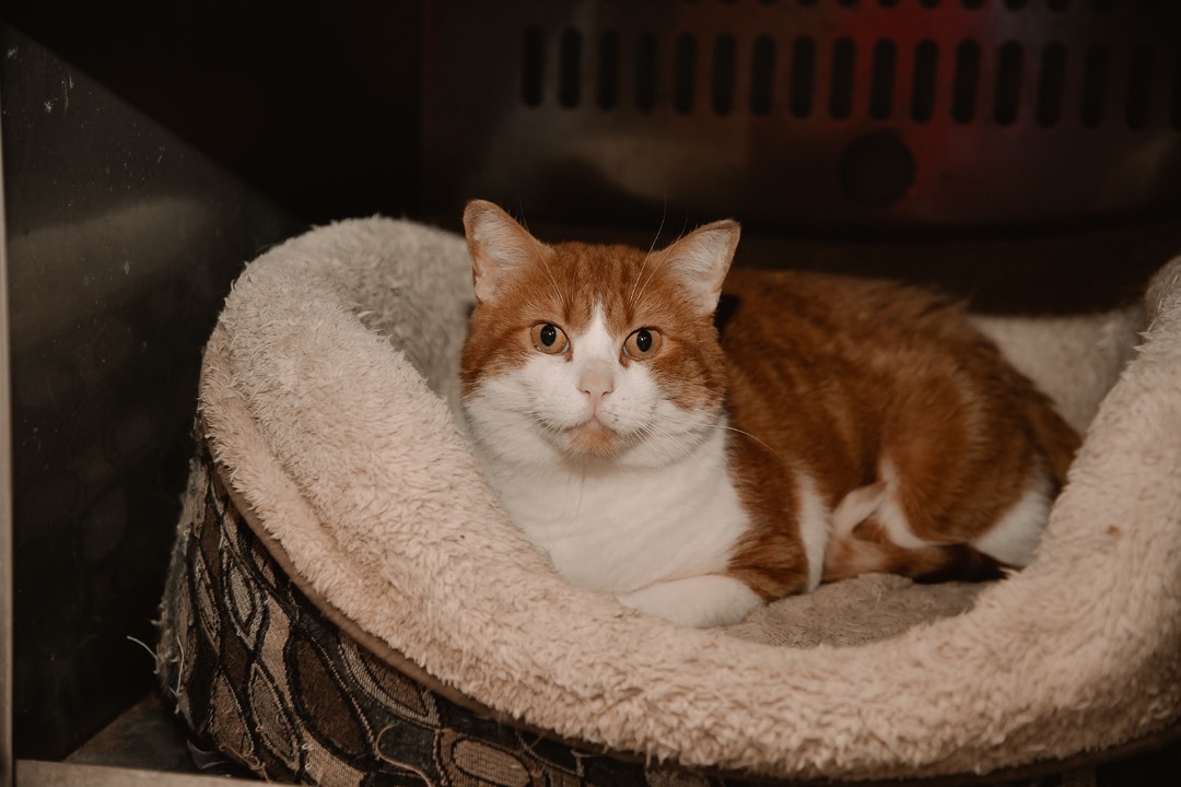 Oliver, an adoptable Domestic Short Hair in Humboldt , SK, S0K 2A0 | Photo Image 3