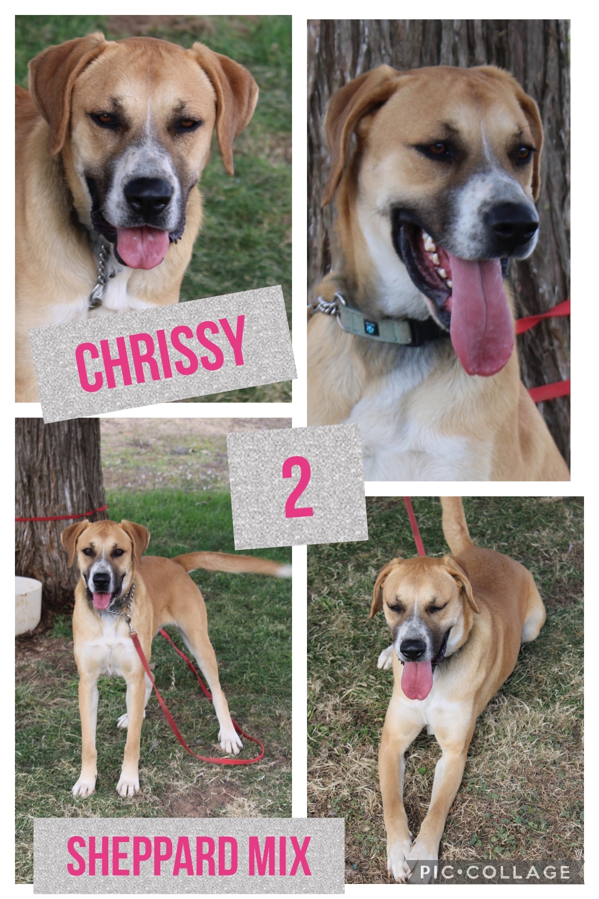 Chrissy, an adoptable Shepherd, Mixed Breed in Ashdown, AR, 71822 | Photo Image 1