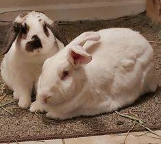 Quinn & Zoey, an adoptable Holland Lop & New Zealand Mix in San Antonio, TX_image-6