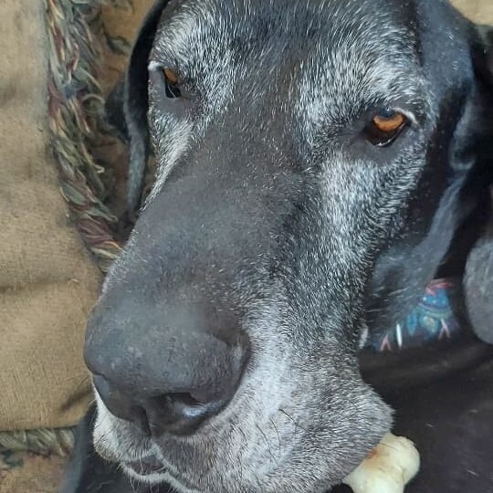 Diesel, an adoptable Great Dane in Pensacola, FL, 32505 | Photo Image 3