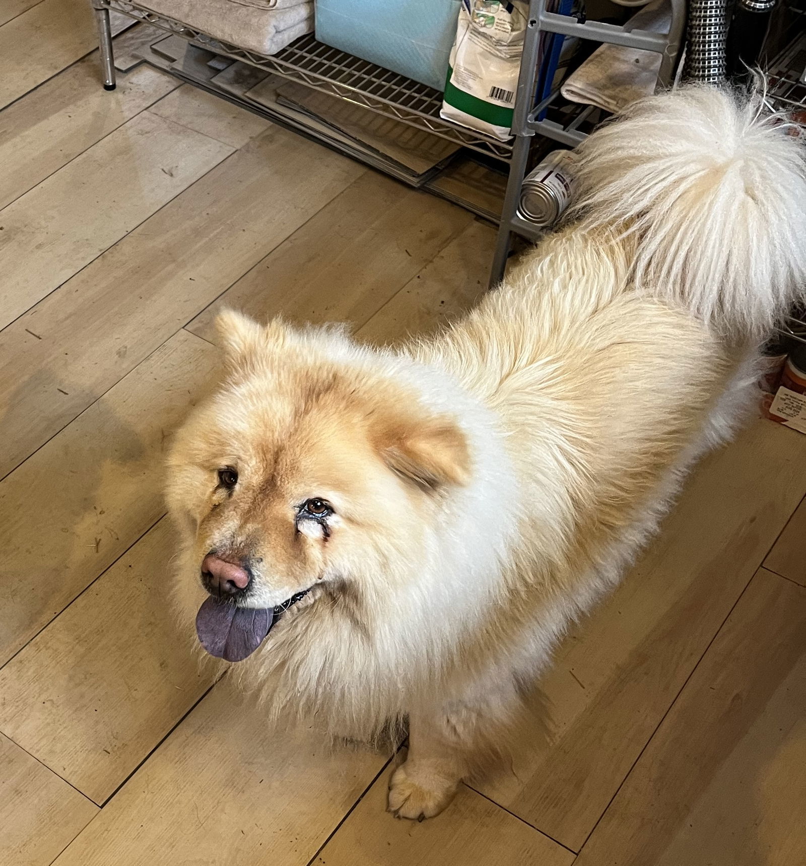 Honey, an adoptable Chow Chow in Monterey, VA, 24465 | Photo Image 1