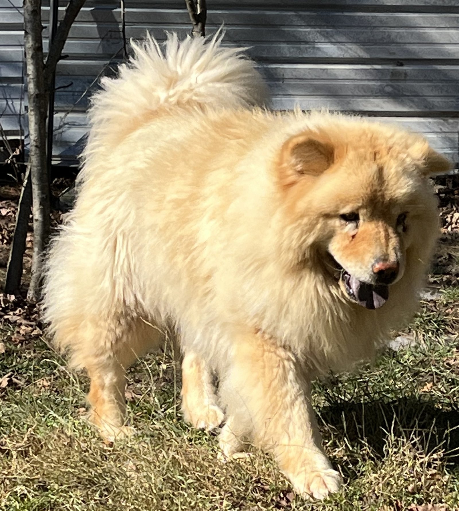 Honey, an adoptable Chow Chow in Monterey, VA, 24465 | Photo Image 2