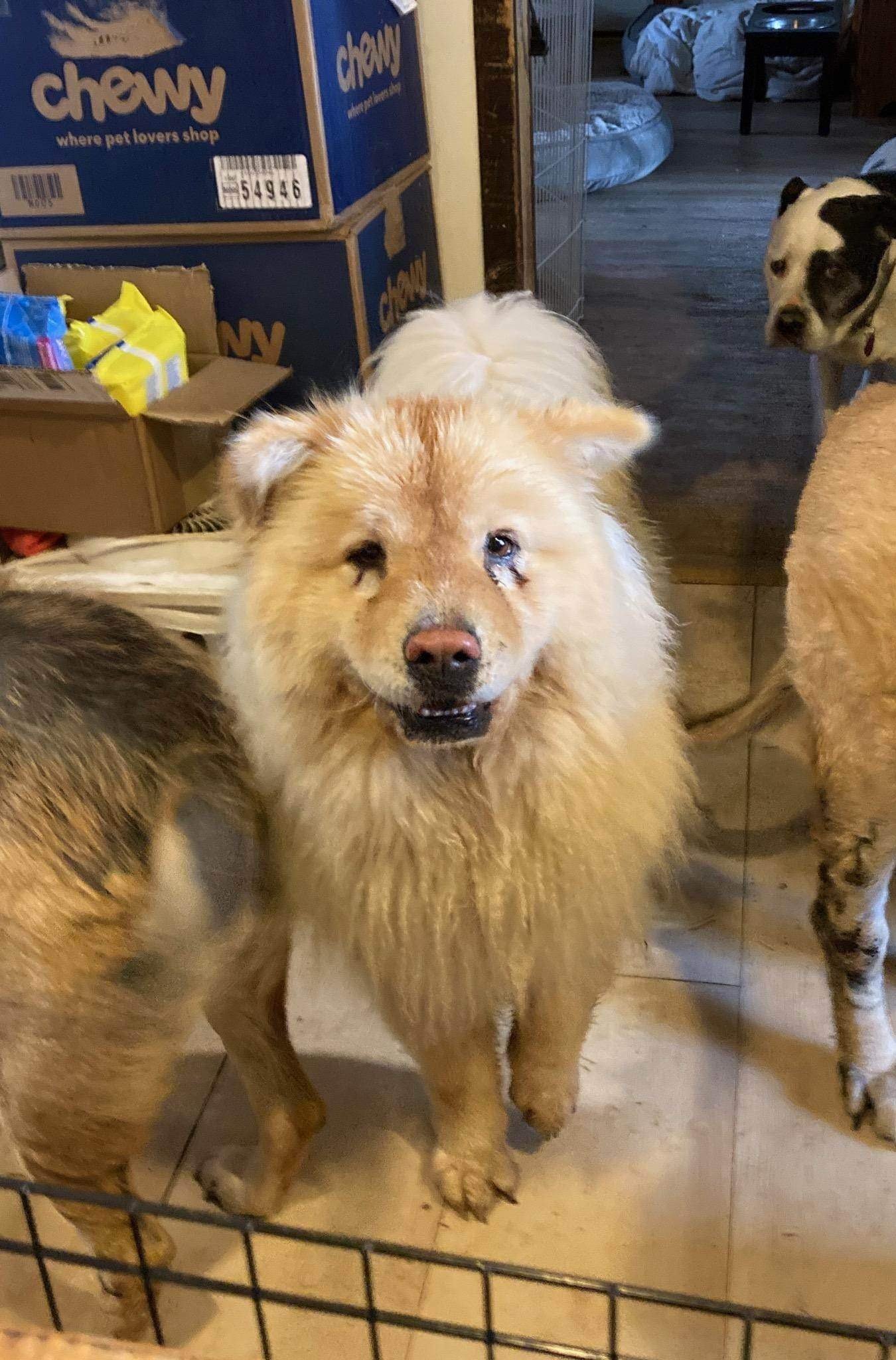 Honey, an adoptable Chow Chow in Monterey, VA, 24465 | Photo Image 3