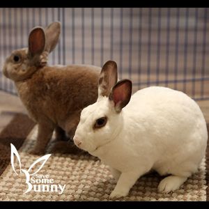 Espi (and Penn), Adult Female unknown