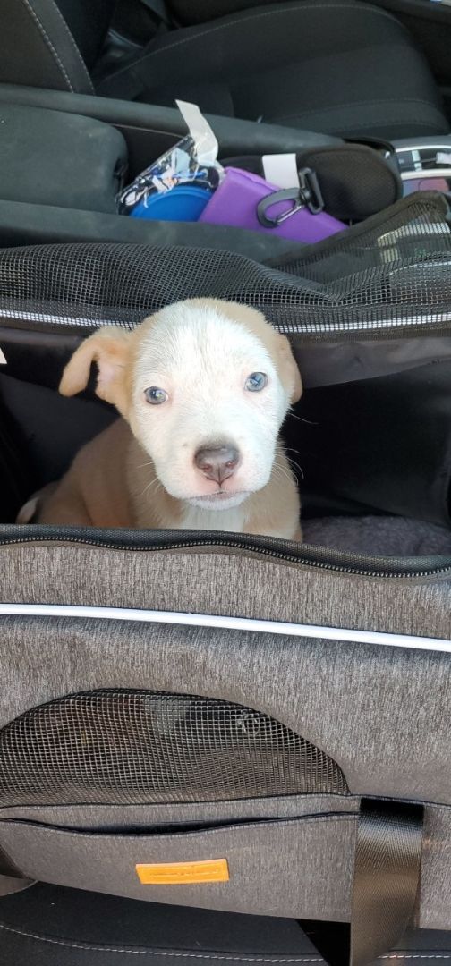 Roo, an adoptable Terrier in Orlando, FL, 32861 | Photo Image 2