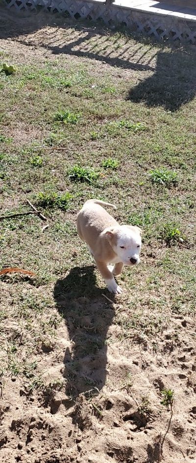 Roo, an adoptable Terrier in Orlando, FL, 32861 | Photo Image 4