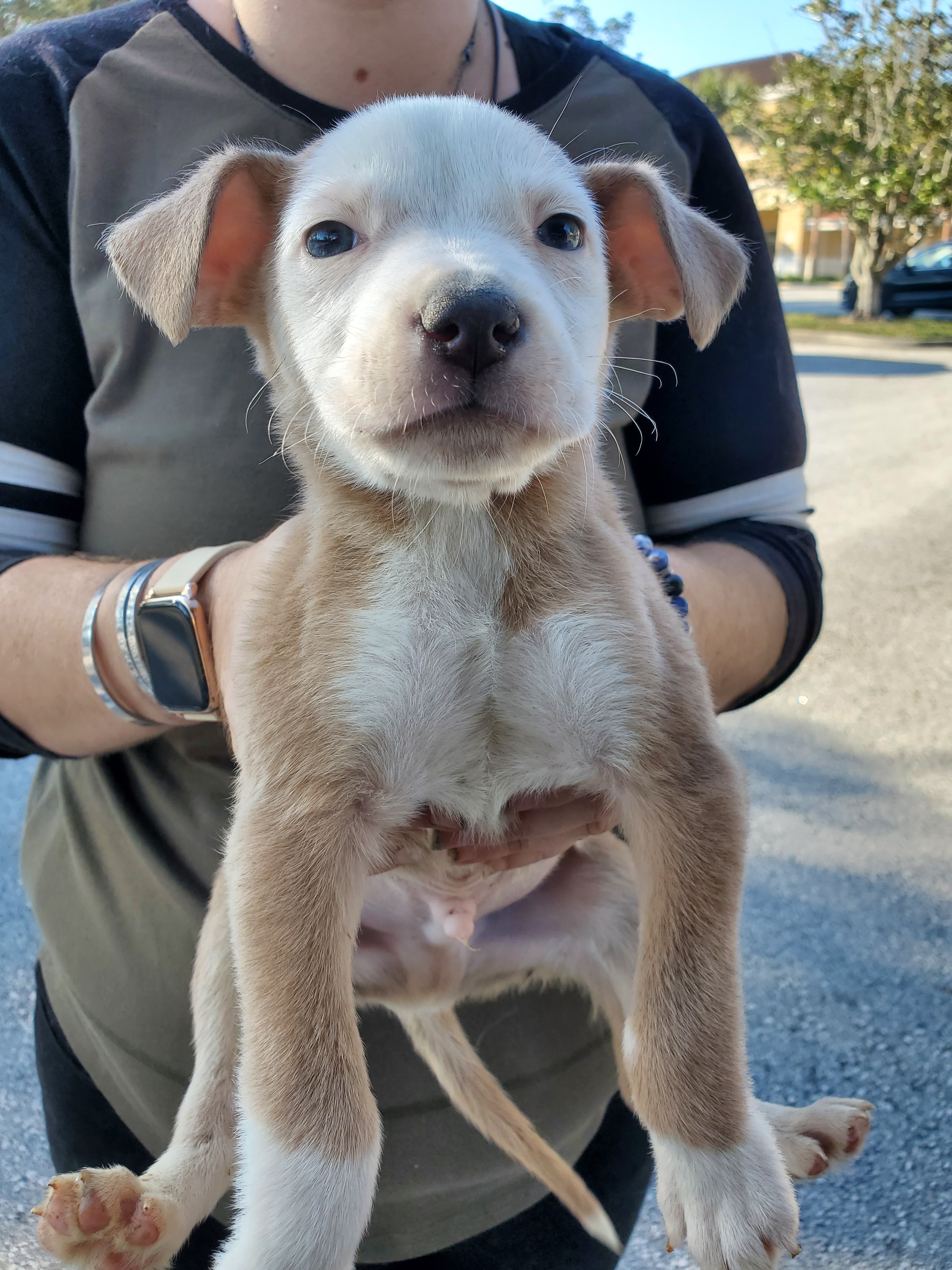 Roo, an adoptable Terrier in Orlando, FL, 32861 | Photo Image 5