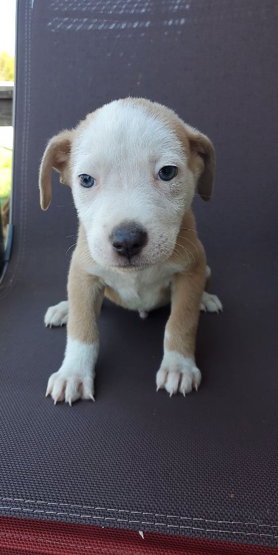 Roo, an adoptable Terrier in Orlando, FL, 32861 | Photo Image 6