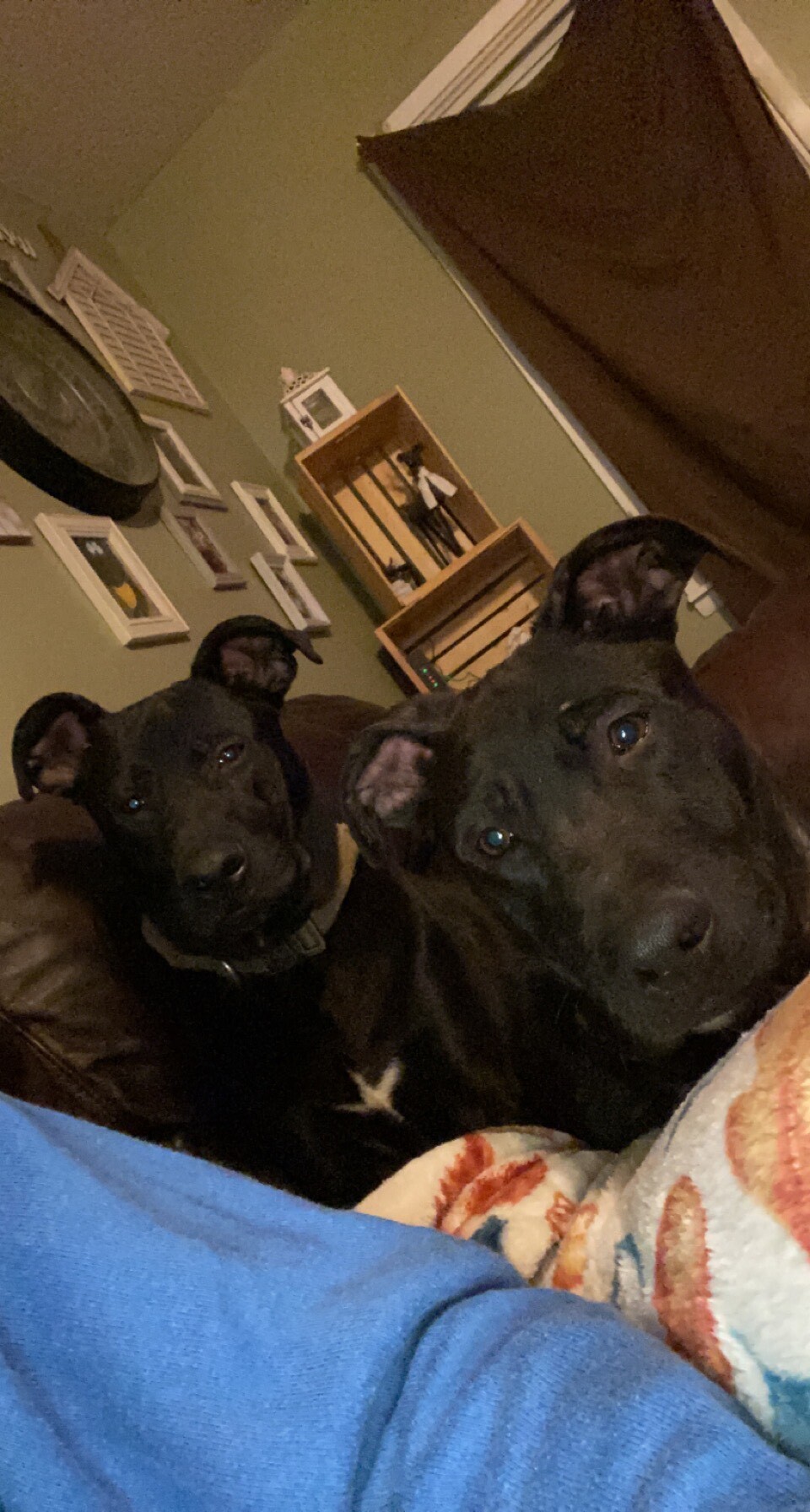 MILLIE & KODAK