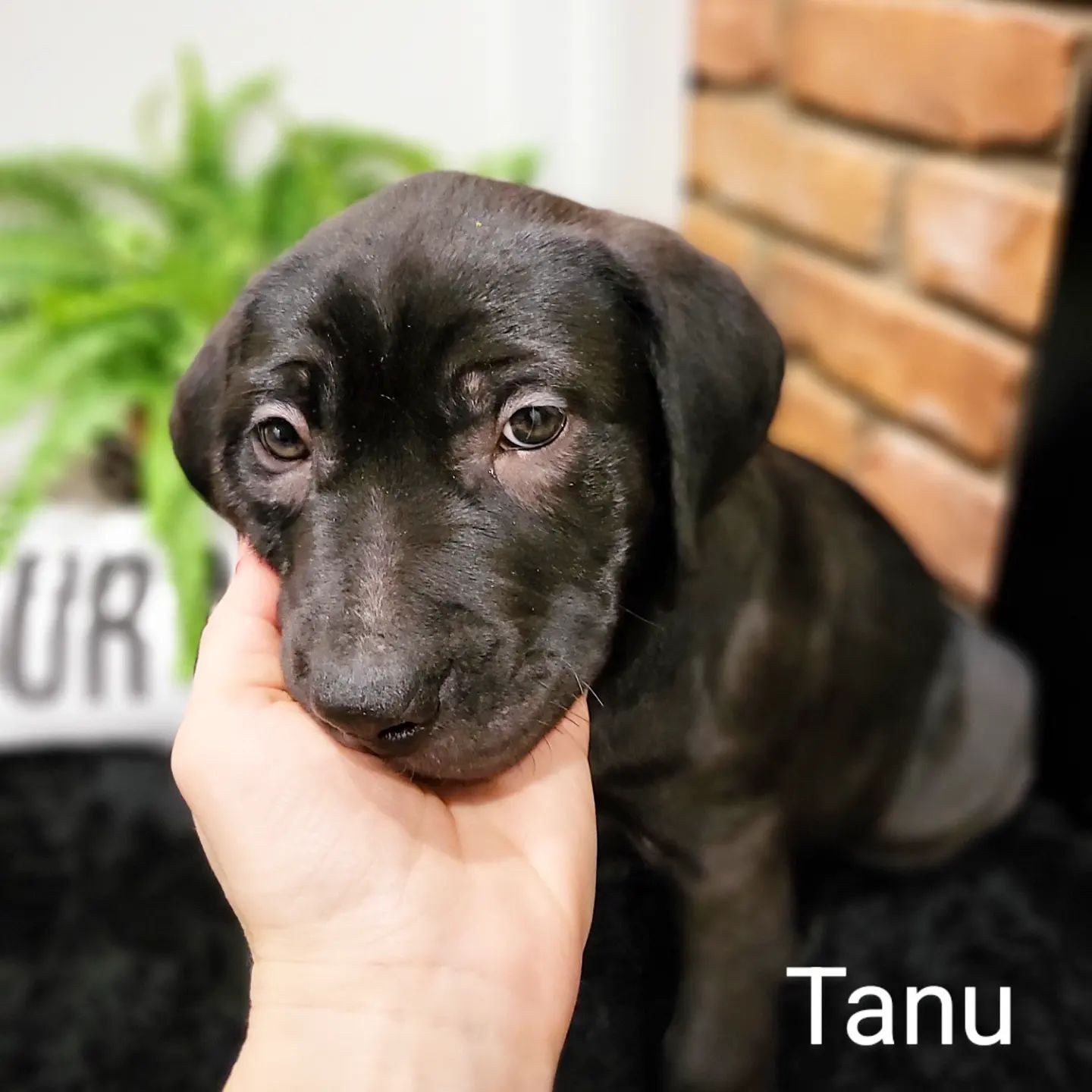 Tanu