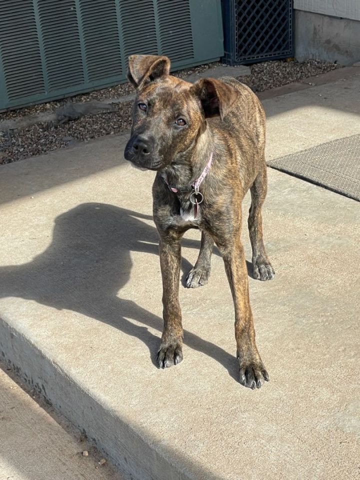 Dog for adoption Marble, a Plott Hound & Labrador Retriever Mix in Richmond, TX Petfinder