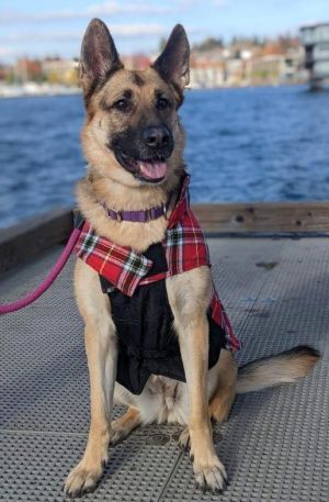Animal Profile Verina is a 6-year-old 70 lb female German Shepherd who was transferred to our resc