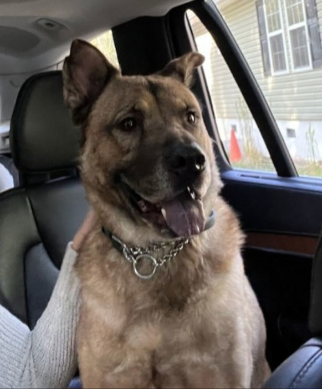 Canelo ("Diogee"), an adoptable German Shepherd Dog in Winston Salem, NC, 27104 | Photo Image 1