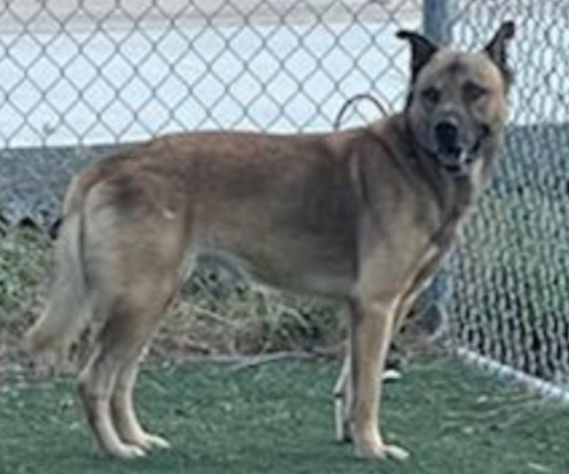 Canelo ("Diogee"), an adoptable German Shepherd Dog in Winston Salem, NC, 27104 | Photo Image 2
