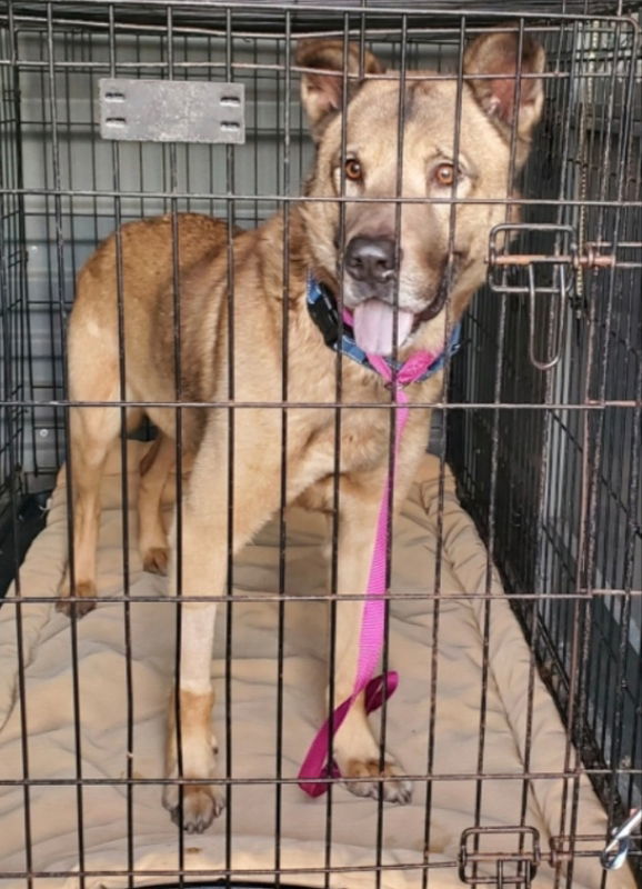 Canelo ("Diogee"), an adoptable German Shepherd Dog in Winston Salem, NC, 27104 | Photo Image 3