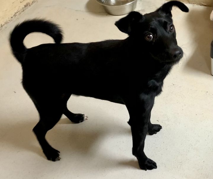 Dash, an adoptable Terrier Mix in McDonough, GA_image-2