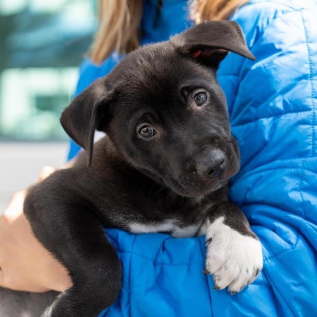 Lodi Pup - Rootbeer - Adopted!