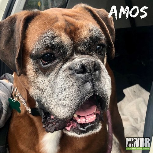 Amos