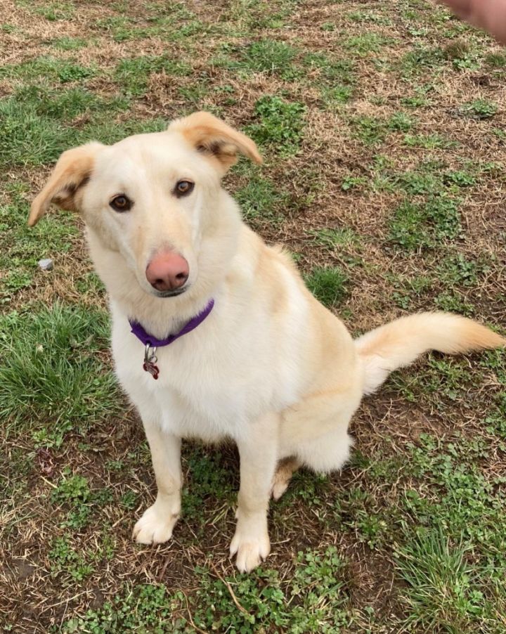 Cooper, an adoptable Yellow Labrador Retriever & Shepherd Mix in Dalton, GA_image-1