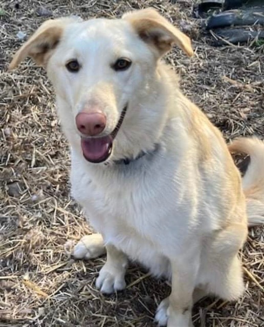 Cooper, an adoptable Yellow Labrador Retriever & Shepherd Mix in Dalton, GA_image-2