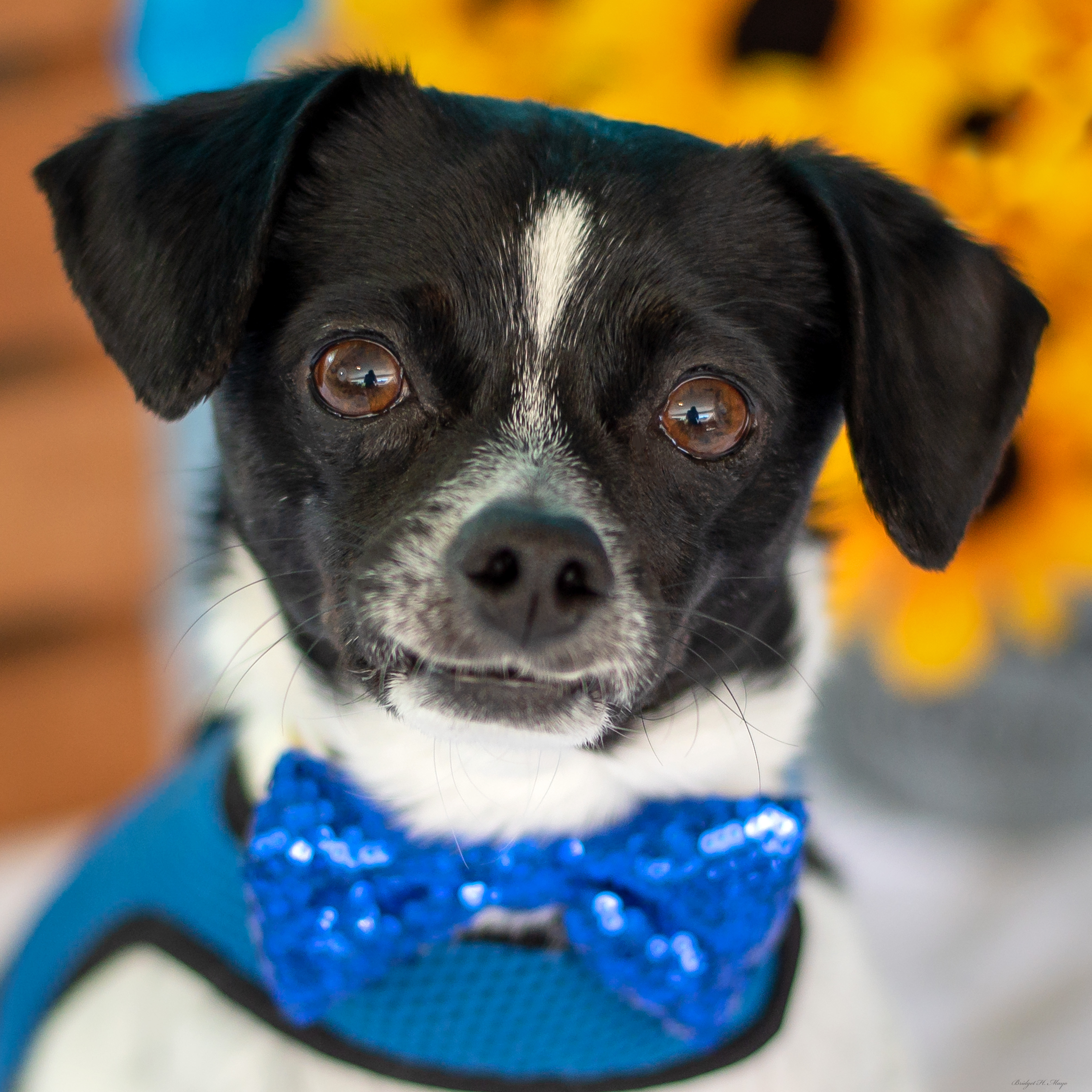 Dusty, an adoptable Chihuahua in Baton Rouge, LA, 70806 | Photo Image 1