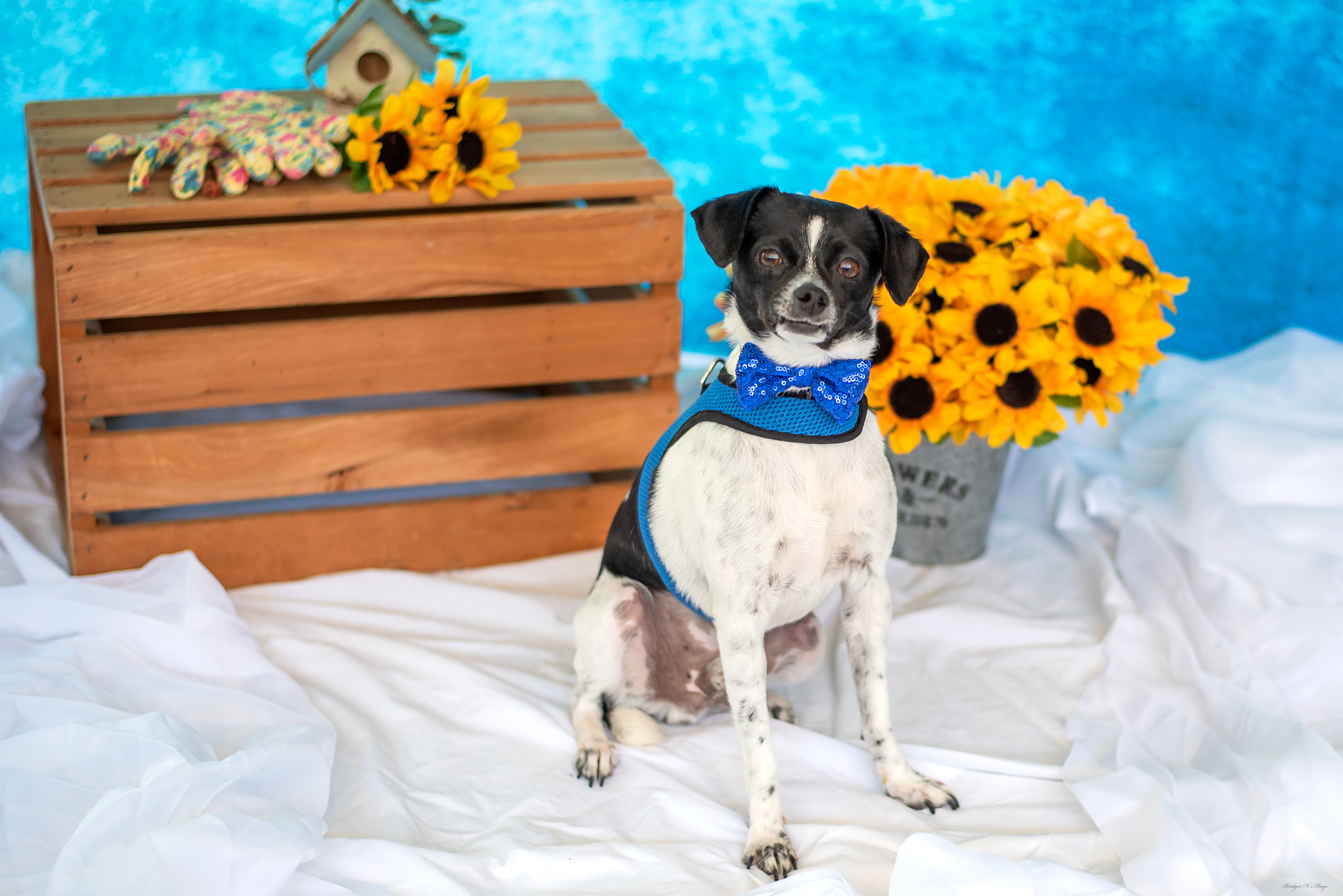 Dusty, an adoptable Chihuahua in Baton Rouge, LA, 70806 | Photo Image 2