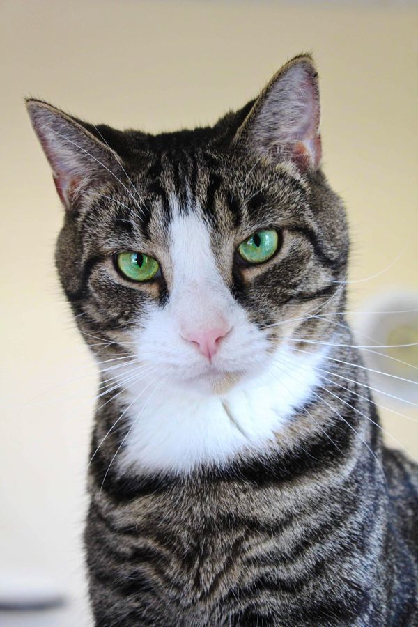 Spaghetti, an adoptable Domestic Short Hair in Indiana, PA, 15701 | Photo Image 3