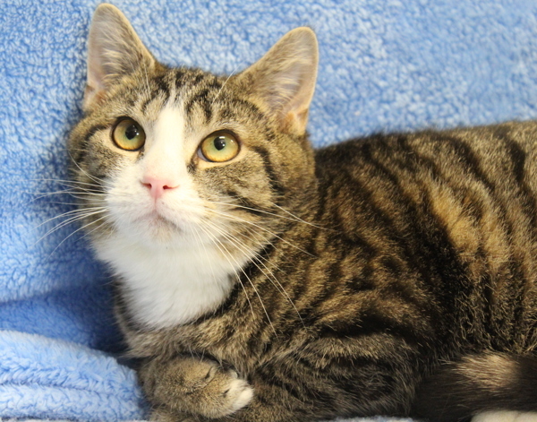 Spaghetti, an adoptable Domestic Short Hair in Indiana, PA, 15701 | Photo Image 4