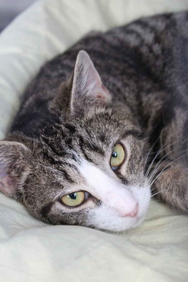 Spaghetti, an adoptable Domestic Short Hair in Indiana, PA, 15701 | Photo Image 6