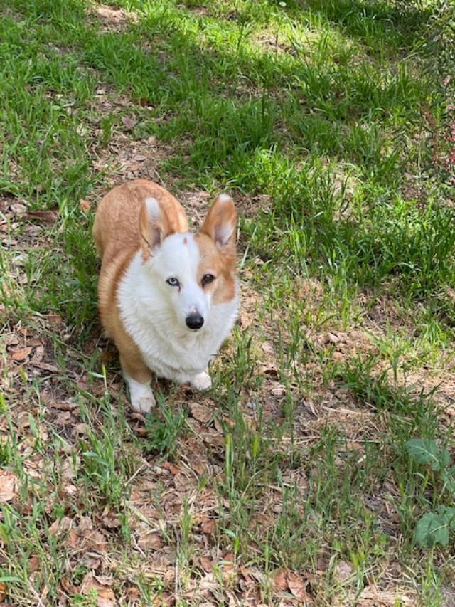 Corgi husky hot sale mix adoption