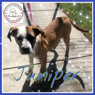 Juniper