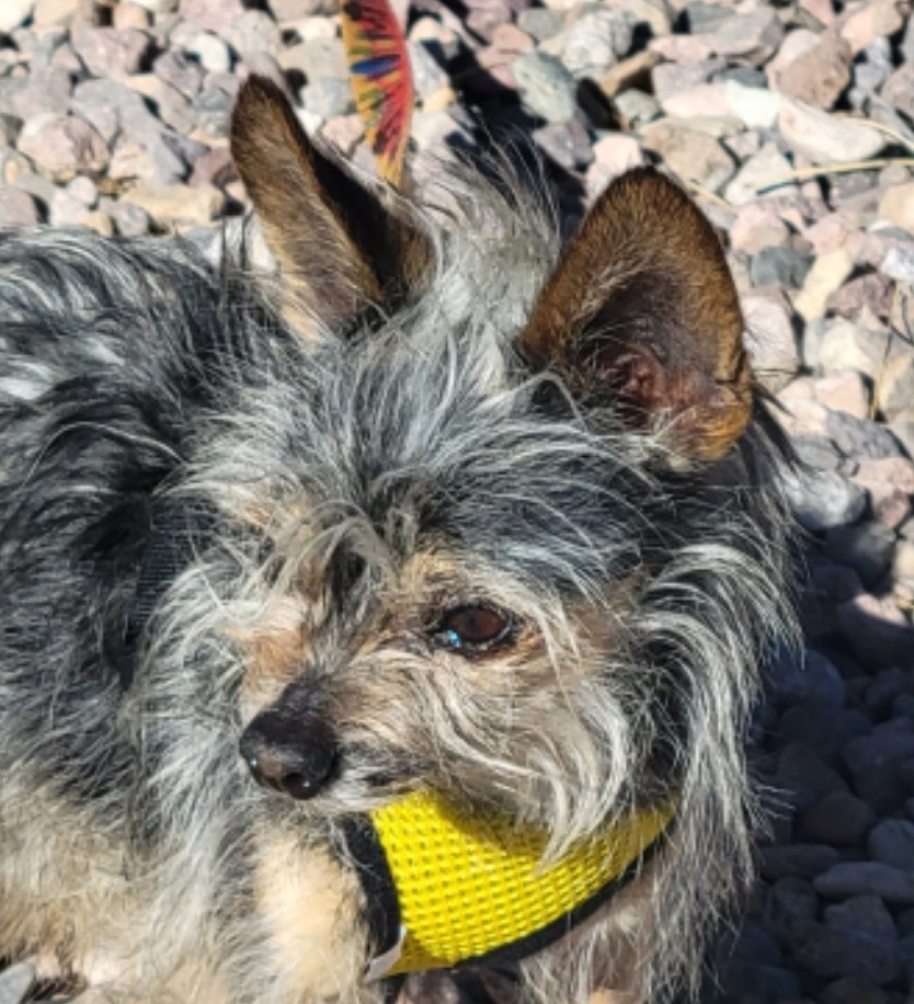 Smidgen, an adoptable Yorkshire Terrier, Chihuahua in Tucson, AZ, 85731 | Photo Image 1