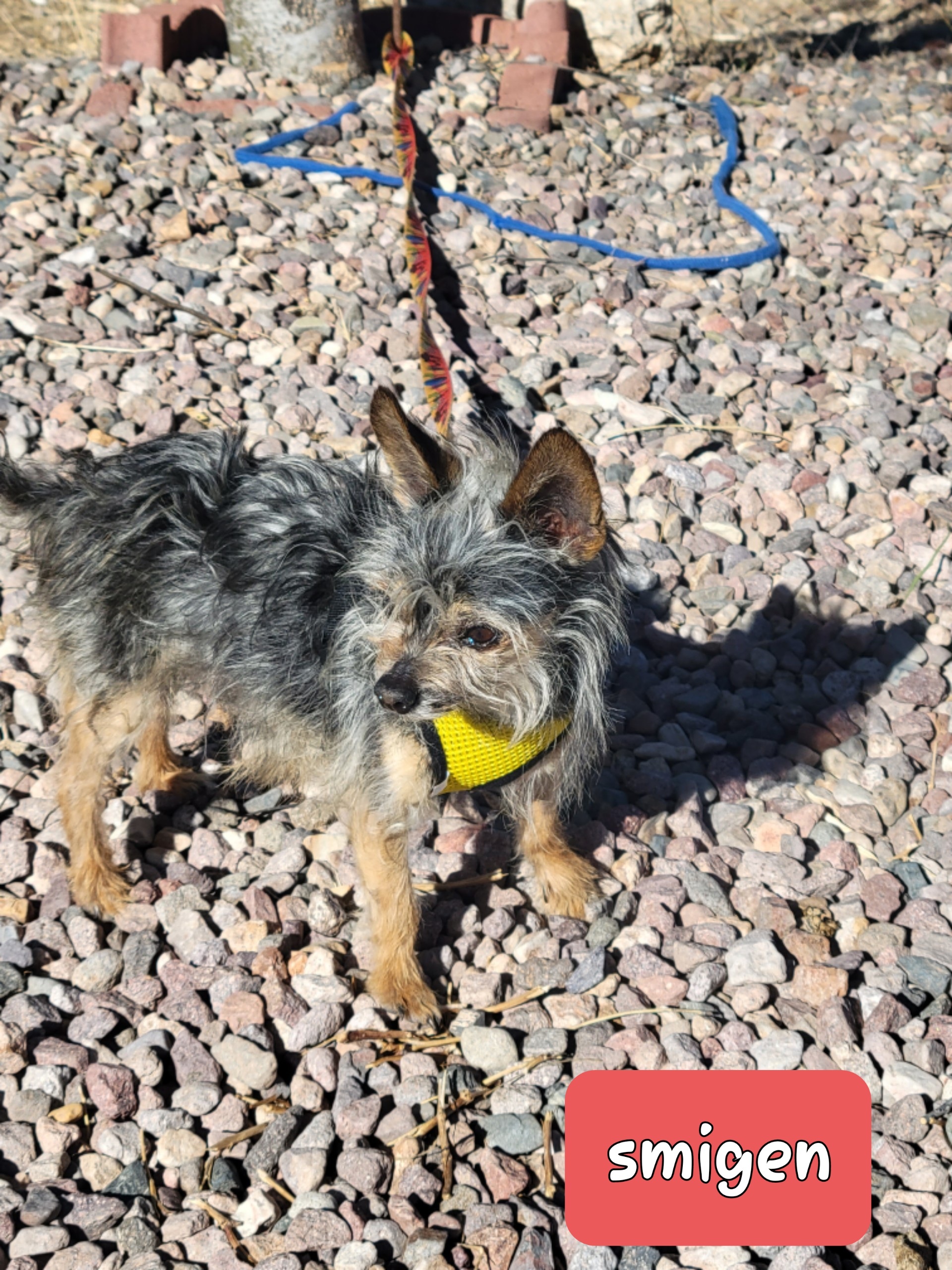 Smidgen, an adoptable Yorkshire Terrier, Chihuahua in Tucson, AZ, 85731 | Photo Image 2