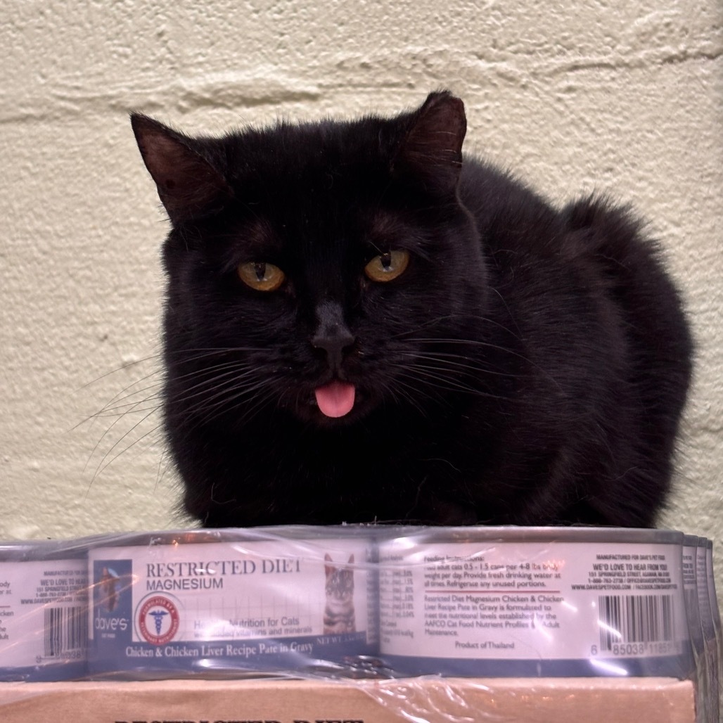 Ava, an adoptable Domestic Short Hair in Mount Juliet, TN, 37122 | Photo Image 1