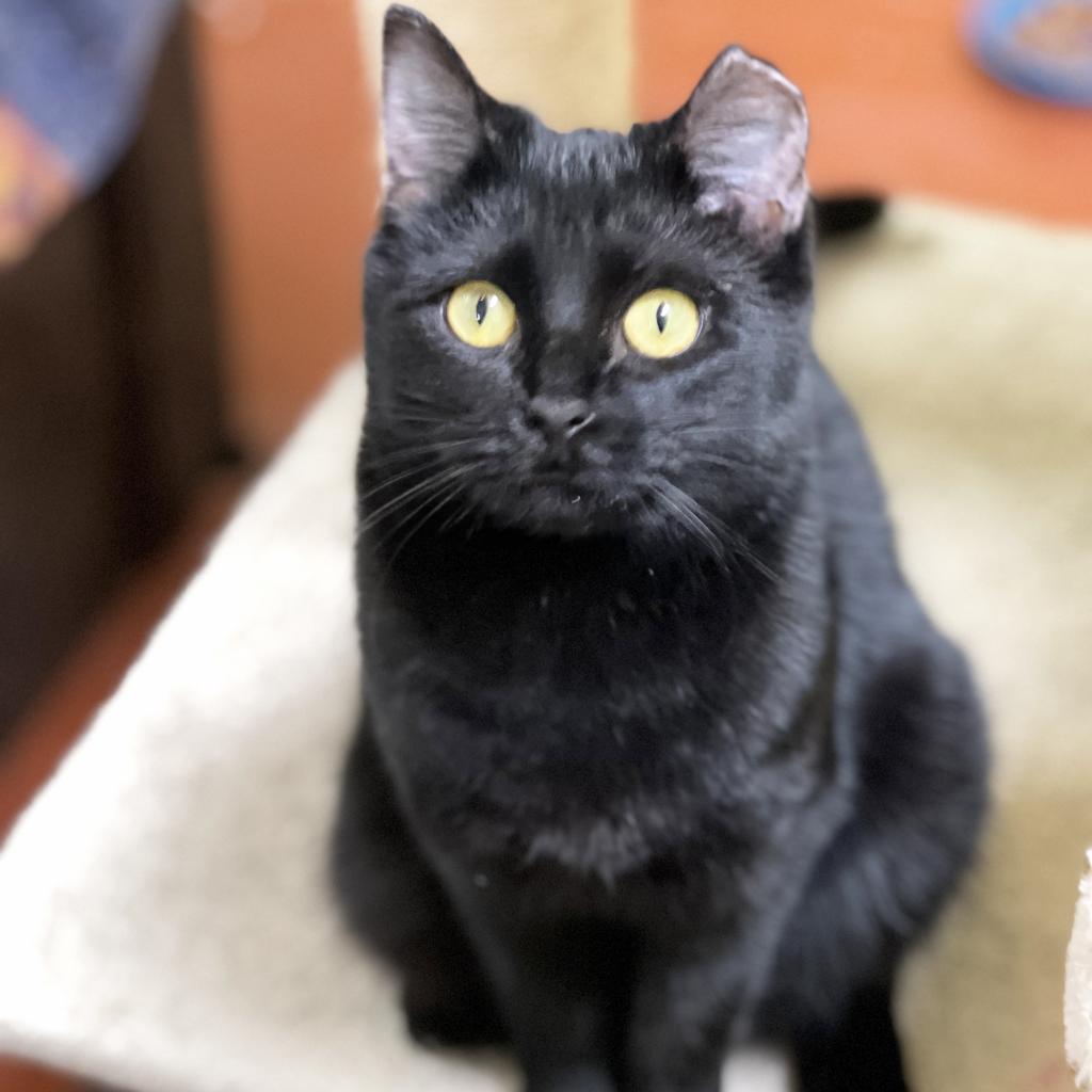 Ava, an adoptable Domestic Short Hair in Mount Juliet, TN, 37122 | Photo Image 2