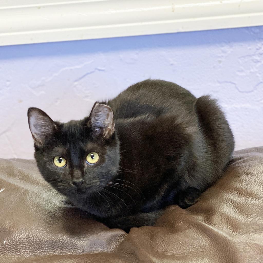 Ava, an adoptable Domestic Short Hair in Mount Juliet, TN, 37122 | Photo Image 3