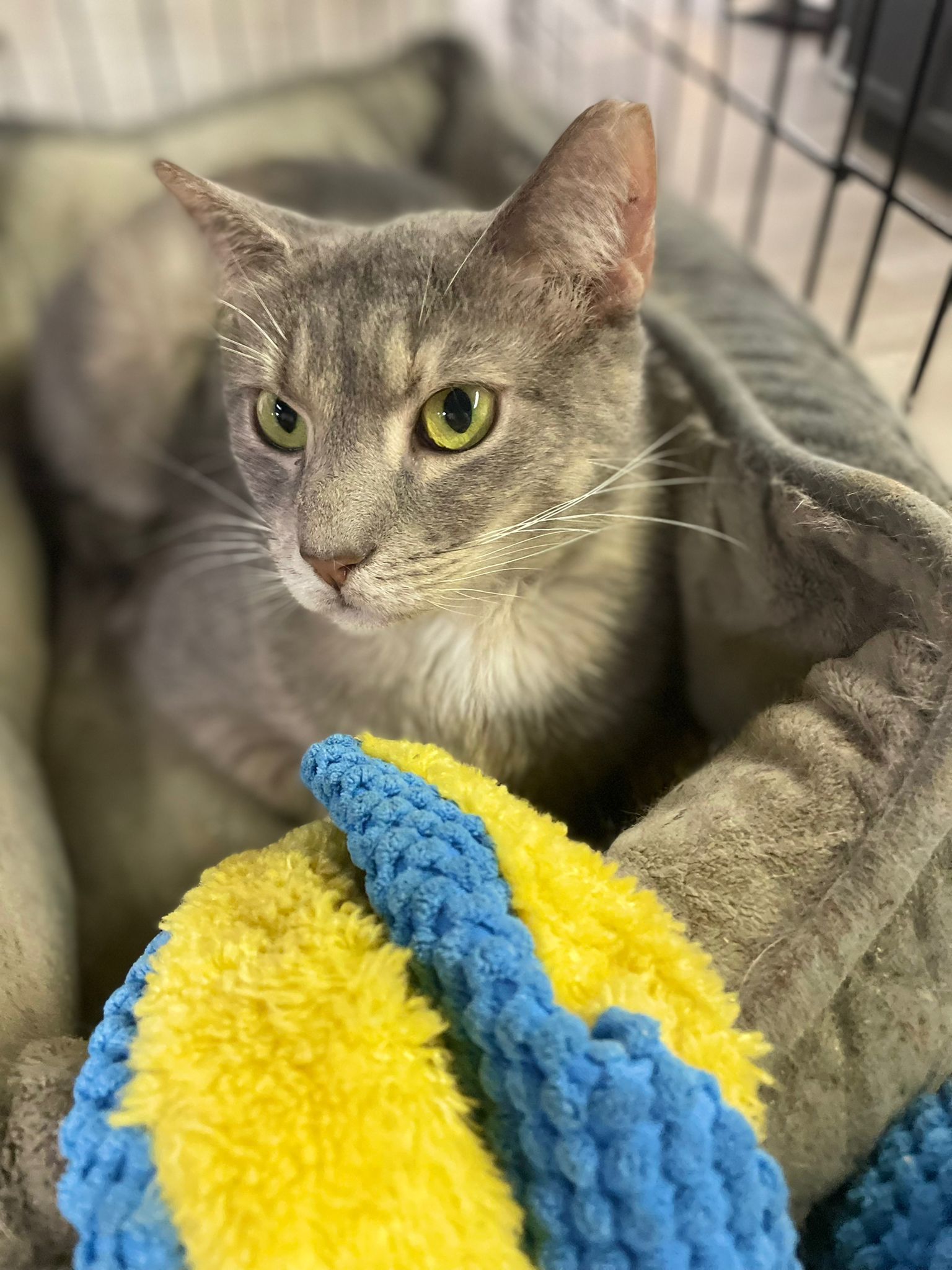 Tulip, an adoptable Domestic Short Hair in Margate, FL, 33068 | Photo Image 2