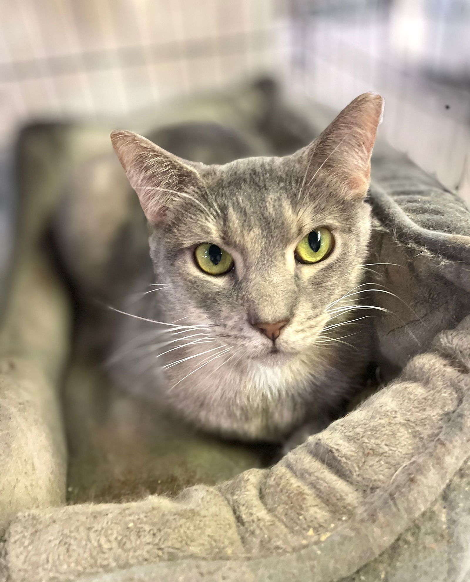 Tulip, an adoptable Domestic Short Hair in Margate, FL, 33068 | Photo Image 6
