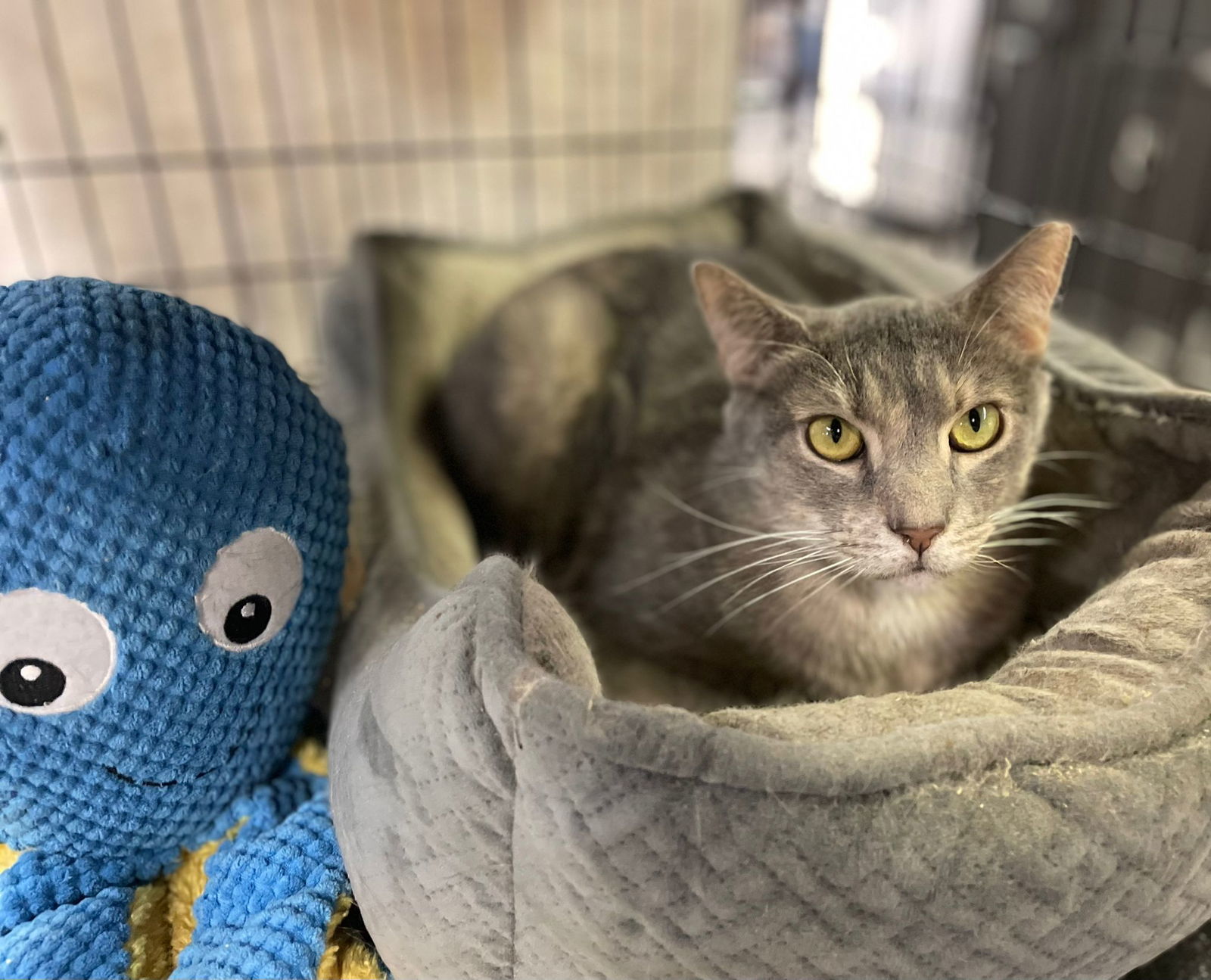 Tulip, an adoptable Domestic Short Hair in Margate, FL, 33068 | Photo Image 7