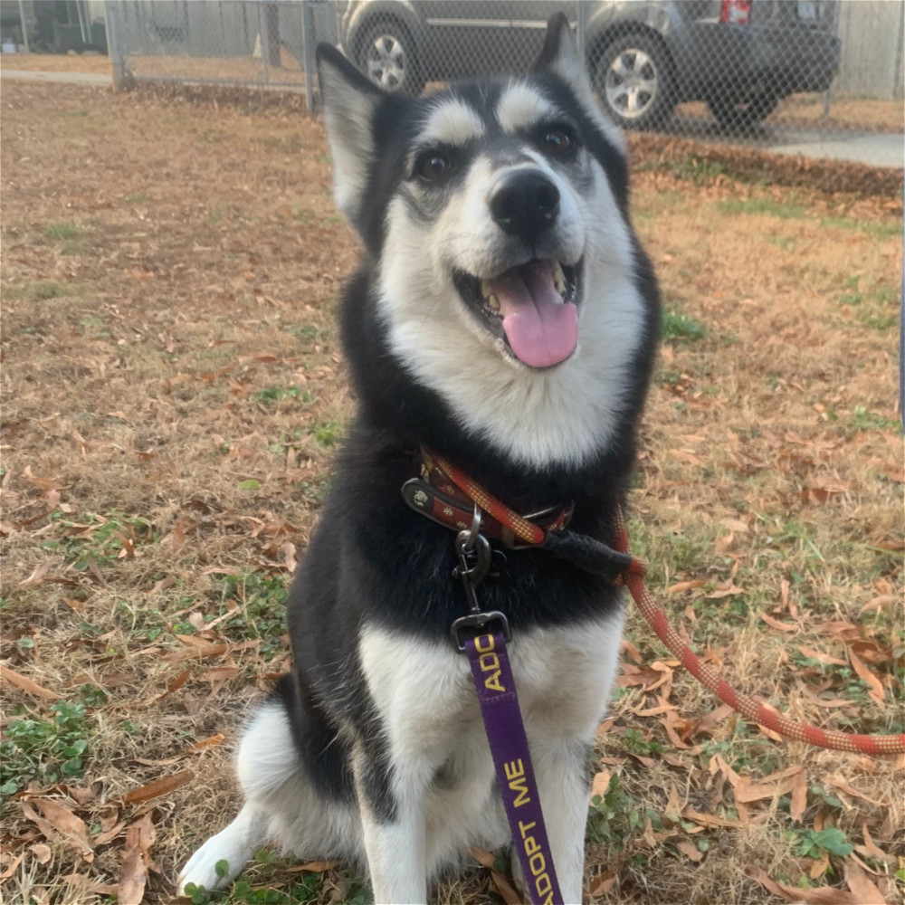 Andromache, aka Andie, an adoptable Siberian Husky in Snow Camp, NC, 27349 | Photo Image 1